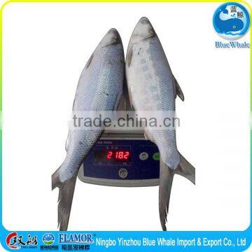 Grade A Milkfish Place of Origin: China mainland taste latitude 30 degrees