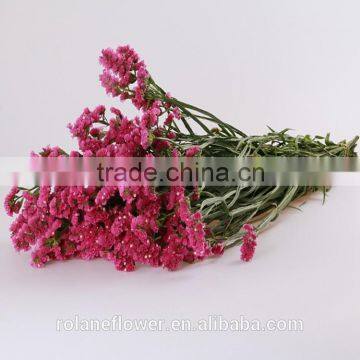 Supply Long Flower Period Fresh Cuttting Statices Flowers From Yunnan Province China photo-4
