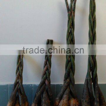 80cm Pachira Five Braided Tree Birng Luck Pachira Houseplant Bonsai photo-2
