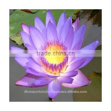 100% Blue Lotus Oil