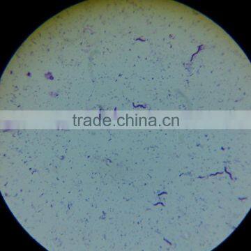 Hot Sale Indonesia Student Biological Educational Testing Slides Set photo-5
