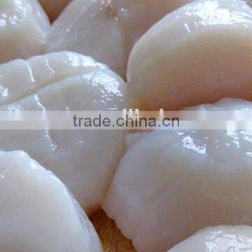 frozen fresh scallop meat for sale