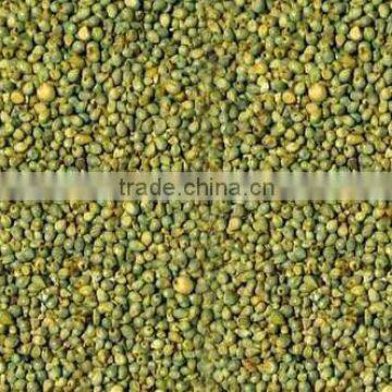 Bajra (Pearl Millet)