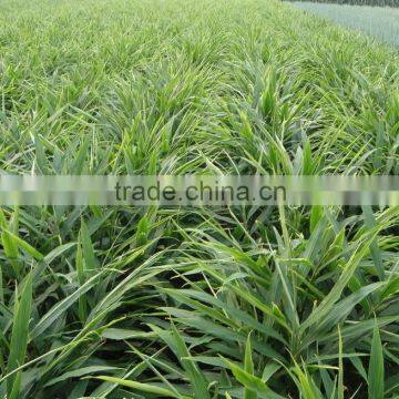 Supply FRESH GINGER Chinese Fresh Ginger photo-3