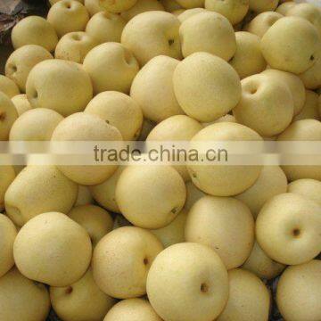 china ya pear of high quality