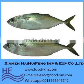 Scientific name of Indian mackerel fish Rastrelliger kanagurta for sale