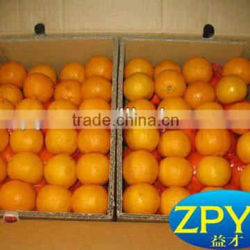 Large supply Navel Orange/ fresh citrus fruit