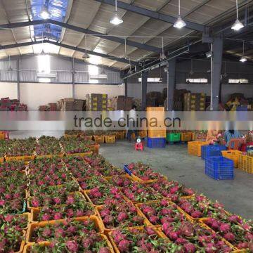 FRESH PITAYA photo-3