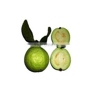 Psidium gujava kg guava (Guava Large Fruited)