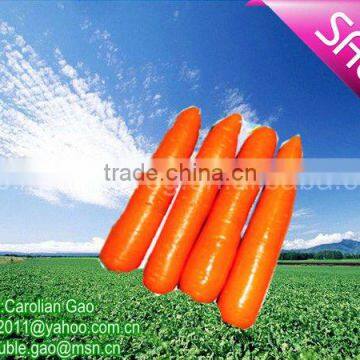 2012 CHINESE QUALITY ORGANIC CARROT NEW