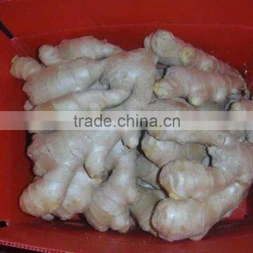 Chinese Air Dry Ginger