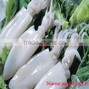 fresh clean frozen squid, squid ring, squid tube in high quality