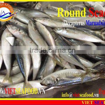 FROZEN W/R MARUADSI photo-2