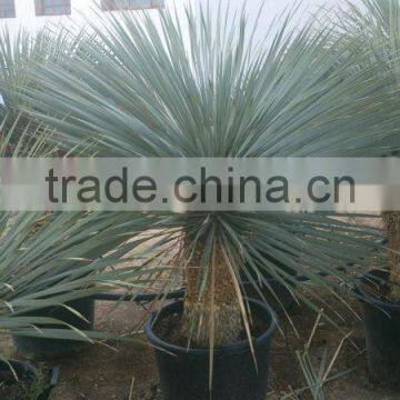 Yucca Rostrata photo-6