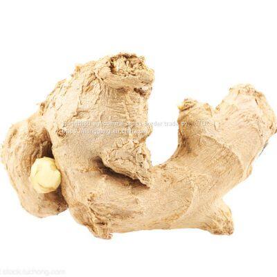 In 2021, With Fresh Ginger photo-3