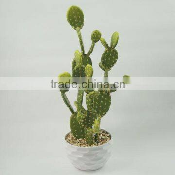 Latest designed items indoor decorative cactus plants