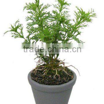 33cmH Artificial Plant Bonsai of Artificial Asagiri Grass in Ceramic Pot