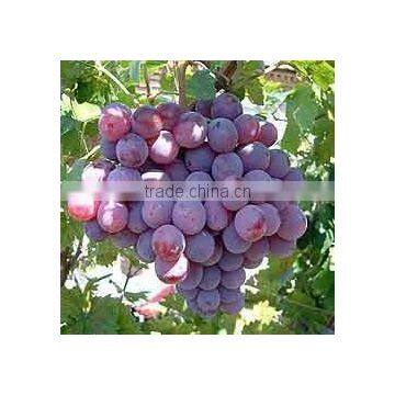 Grape Seed Carrier Oil