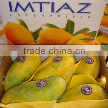 Sindhri Mango Pakistani
