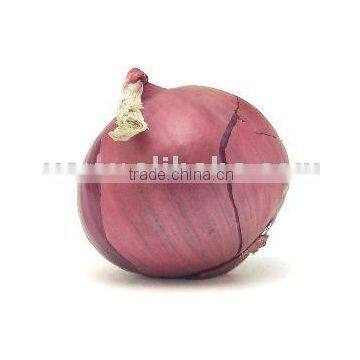 Onion