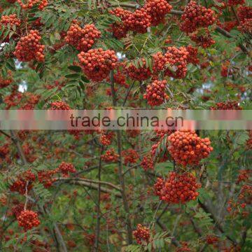 Dried wild Rowan fruit(Sorbus pohuashanensis) from China