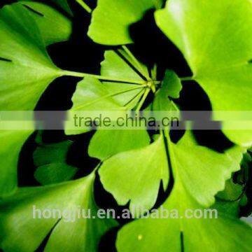 Ginkgo Biloba Leaf Extract