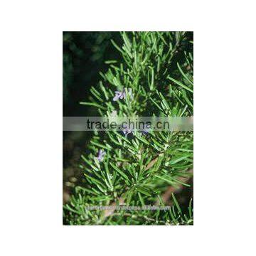 Rosemary essential oil