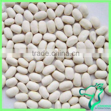 Medium Size White Kidney Beans Square Shape Promotiion Price Hot Sale