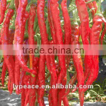 new bell peppers for dehydrated vegetables from china