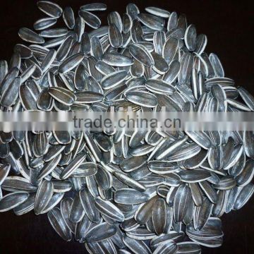 good quality Sunflower seeds 20/64,22/64,24/64