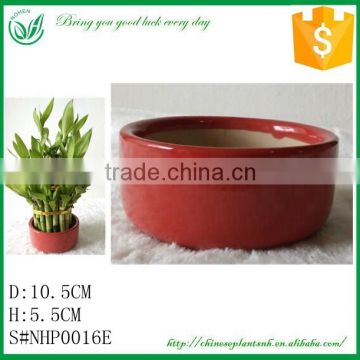 Dracaena Bamboo Flower Pot