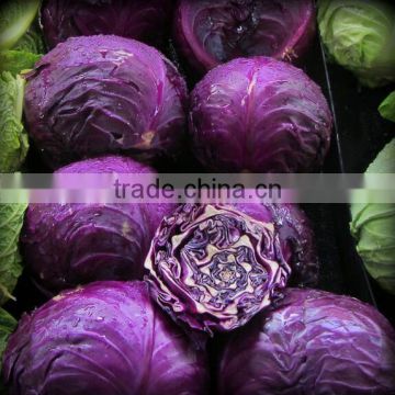 Cabbage seeds red cabbage seeds purple cabbage seeds