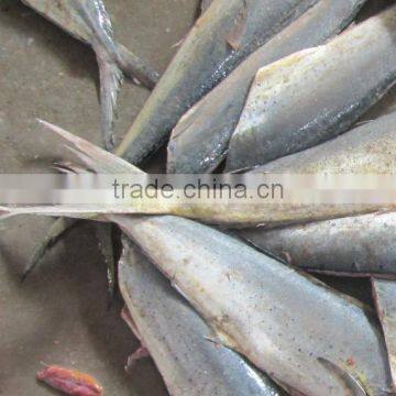 Frozen Mahi Mahi Fish Whole Around (Coryphaena Hippurus) photo-6