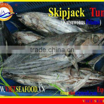 FROZEN WHOLE ROUND SKIPJACK TUNA