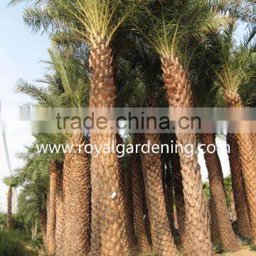 Phoenix Sylvestris(Silver Date Palm) photo-2
