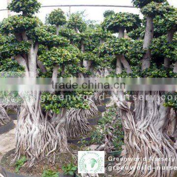 Ficus microcarpa root shape