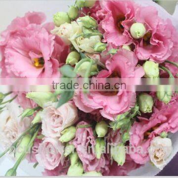 2017 High Quality Pink Eustomas Cut Fresh Flowers For Sale