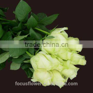 hot selling fresh black roses in delhi fresh flowers from china