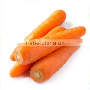 Agriculture Chinese fresh carrot