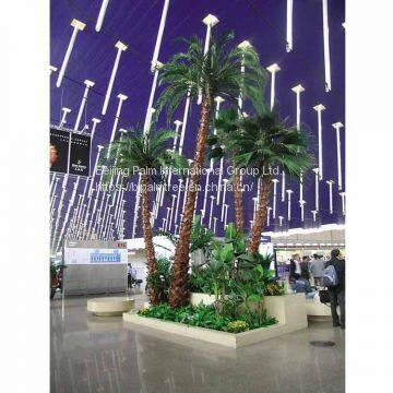 Preserved Date Palm photo-2