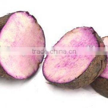 Vietnam Best Quality Fresh Yam Tubers Root