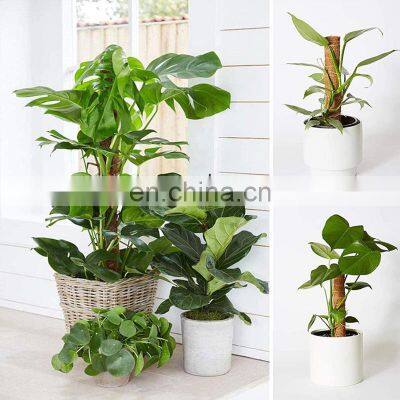 Best Seller Multi Functional Extendable Large Totem 12 Inch Stackable Coir Moss Pole