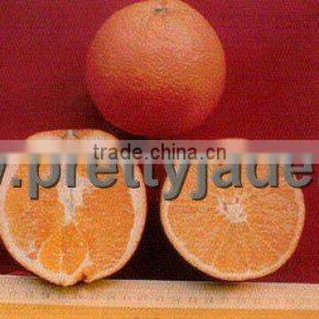 China Navel orange