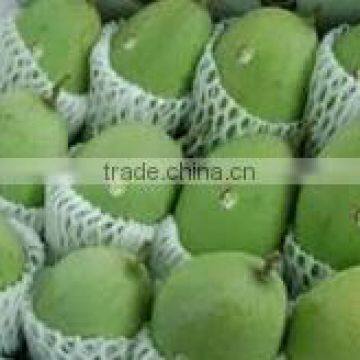 GOOD QUALITY VIETNAM FRESH MANGO1