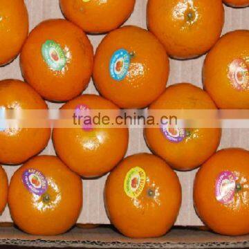 Kinnow citrus fruits