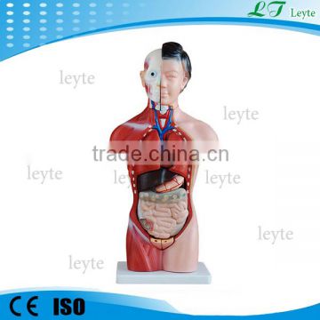 XC-202B 42CM 15 Parts human female plastic Torso model