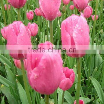 With High Quality and Grade Flower Bulbs Type Tulip With Low Price and Fast Shipping photo-5