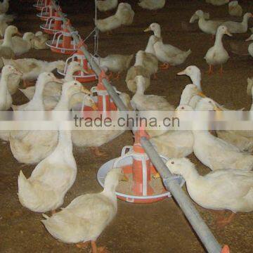 automatic poultry pan feeding system chicken /ducks feeder drinker system