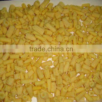 canned baby corn in brine crop fresh
