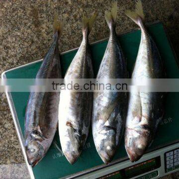 Individual Quick Freezing Fish Horse mackerel